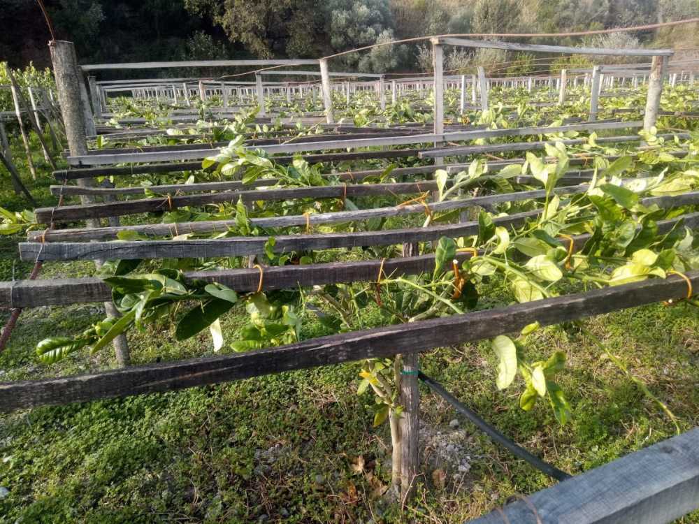 20241025123032_IMG-20181111-WA0002